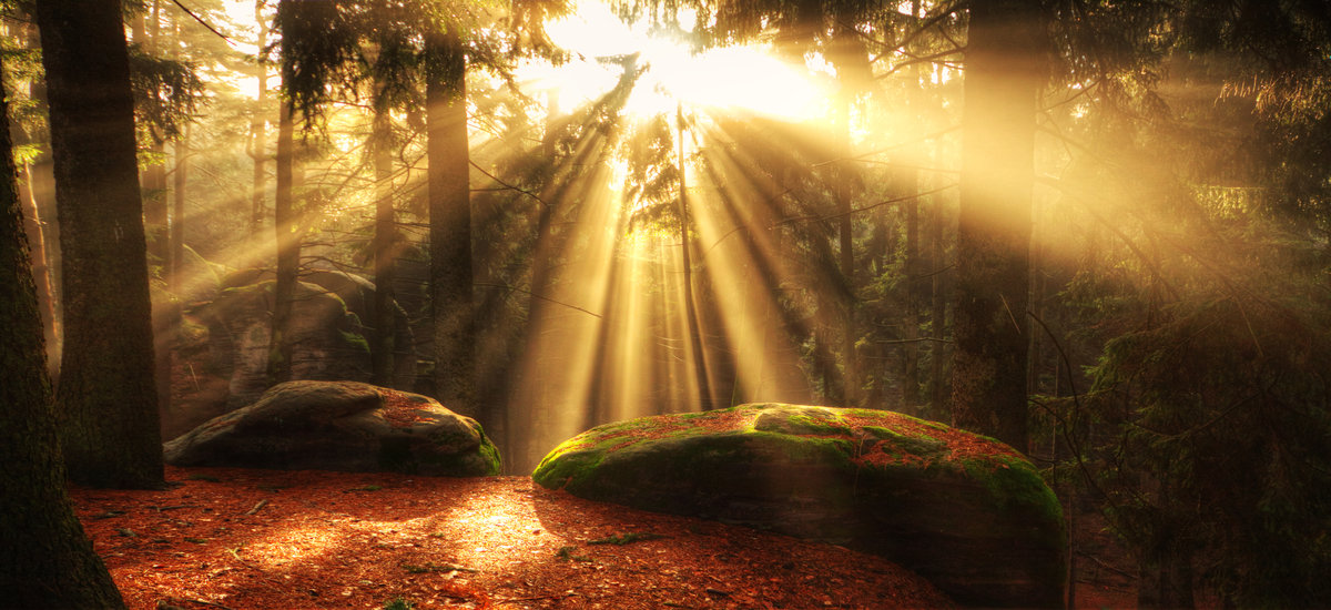 The Prophetic Voice of my Son, Salt, Light and the Law